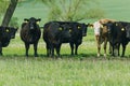 Nice herd of black cow standing on spring meadow, Czech republic