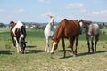 Nice herd of horses together on pasturage