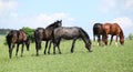 Nice herd of horses together on pasturage