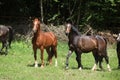 Nice herd of horses together on pasturage