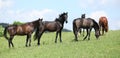 Nice herd of horses together on pasturage