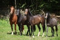 Nice herd of horses together on pasturage