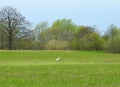 Beautiful bird on spring grass, Lithuania Royalty Free Stock Photo