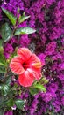 Nice Hibiscus flower