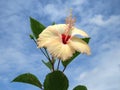 Nice Hibiscus image with sky background. Royalty Free Stock Photo