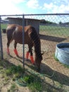 Nice horse and bull being with horns