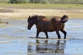 Nice horse Royalty Free Stock Photo