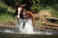 Nice horse with rope halter playing in the water Royalty Free Stock Photo