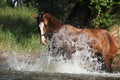 Nice horse with rope halter playing in the water Royalty Free Stock Photo