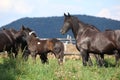 Nice horses on pasturage