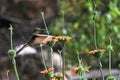 Nice hummingbird feeding on orange flower