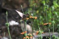 Nice hummingbird feeding on orange flower