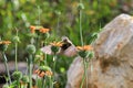 Nice hummingbird feeding on orange flower