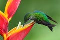 Nice hummingbird Green-crowned Brilliant, Heliodoxa jacula, with beautiful red flower. Bird sucking nectar. Wildlife scene from na Royalty Free Stock Photo