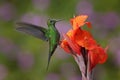 Nice hummingbird Green-crowned Brilliant , Heliodoxa jacula, flying next to beautiful orange flower with ping flowers in the backg Royalty Free Stock Photo