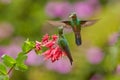 Nice hummingbird Green-crowned Brilliant , Heliodoxa jacula, flying next to beautiful pink flower with ping flowers in the