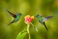 Nice hummingbird Green-crowned Brilliant , Heliodoxa jacula, flying next to beautiful pink flower with ping flowers in the