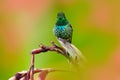 Nice hummingbird Green Thorn-tail, Discosura conversii with blurred pink and red flowers in background, La Paz, Costa Rica Royalty Free Stock Photo