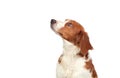 Nice hunting dog Royalty Free Stock Photo