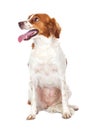 Nice hunting dog Royalty Free Stock Photo