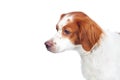 Nice hunting dog isolated Royalty Free Stock Photo