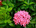 Nice image of blooming pink spike flowers