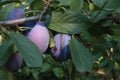 Nice image of a bunch of plums