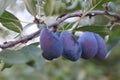 Nice image of a bunch of plums Royalty Free Stock Photo