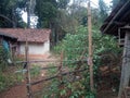 Indian village house in odisha state and other trees