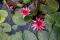 Nice image of a pink liiy flower in a pond Royalty Free Stock Photo