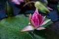 Nice image of a pink liiy flower in a pond Royalty Free Stock Photo