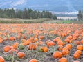 Pumpkin Harvest - Harvest of Plenty