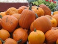 Pumpkin Harvest - Pile of Plenty