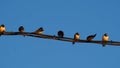 Seven swallows perched on the power line, Camarasa, Lerida, Spain Royalty Free Stock Photo