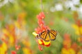 Nice insect from Mexico. Butterfly in orange flowers. Monarch, Danaus plexippus, butterfly in nature habitat.