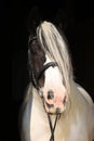 Nice irish cob on black background