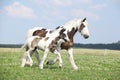 Nice irish cob mare with foal on pasturage Royalty Free Stock Photo