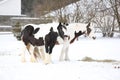 Nice irish cob mares in winter Royalty Free Stock Photo