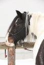 Nice irish cob in winter