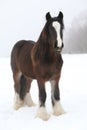 Nice irish cob in winter