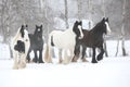 Nice irish cobs running in winter Royalty Free Stock Photo