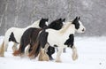 Nice irish cobs running in winter Royalty Free Stock Photo