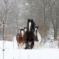 Nice irish cobs running in winter Royalty Free Stock Photo