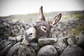 Nice Irish Donkey Behind A Stone Wall