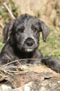 Nice Irish Wolfhound puppy looking at you