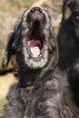 Nice Irish Wolfhound puppy yawning