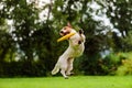 Nice jump by Jack Russell Terrier dog catching flying disk Royalty Free Stock Photo