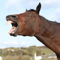 Nice kabardin horse yawning