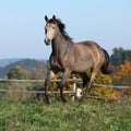 Nice Kinsky horse running in autumn Royalty Free Stock Photo