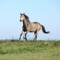 Nice Kinsky horse running in autumn